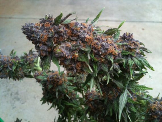 Purple Kush-Sorte